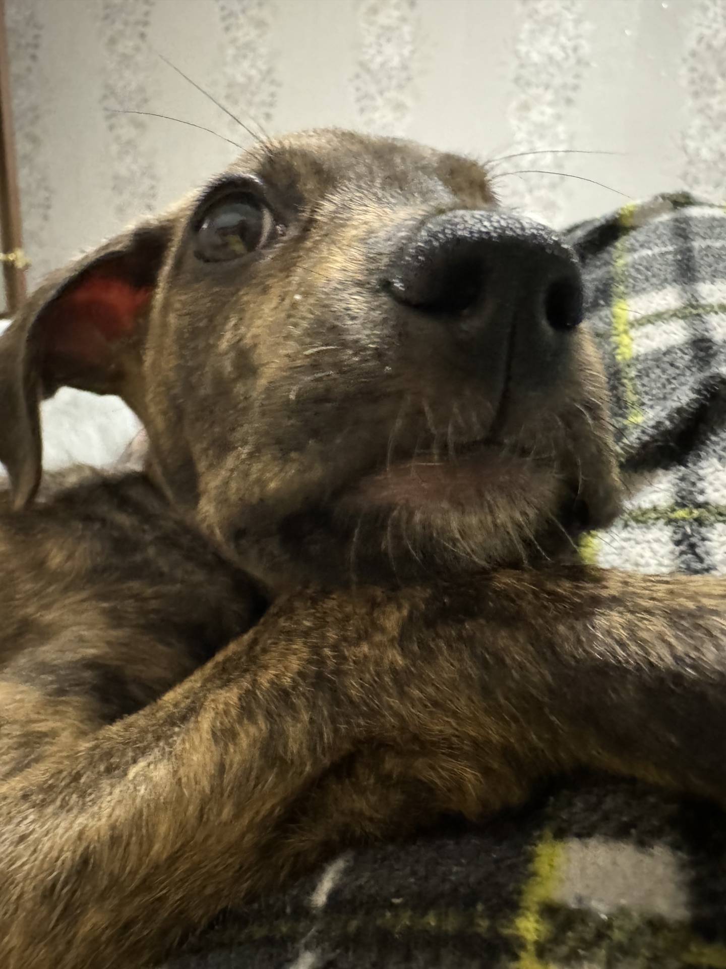 Dendi Staffy 