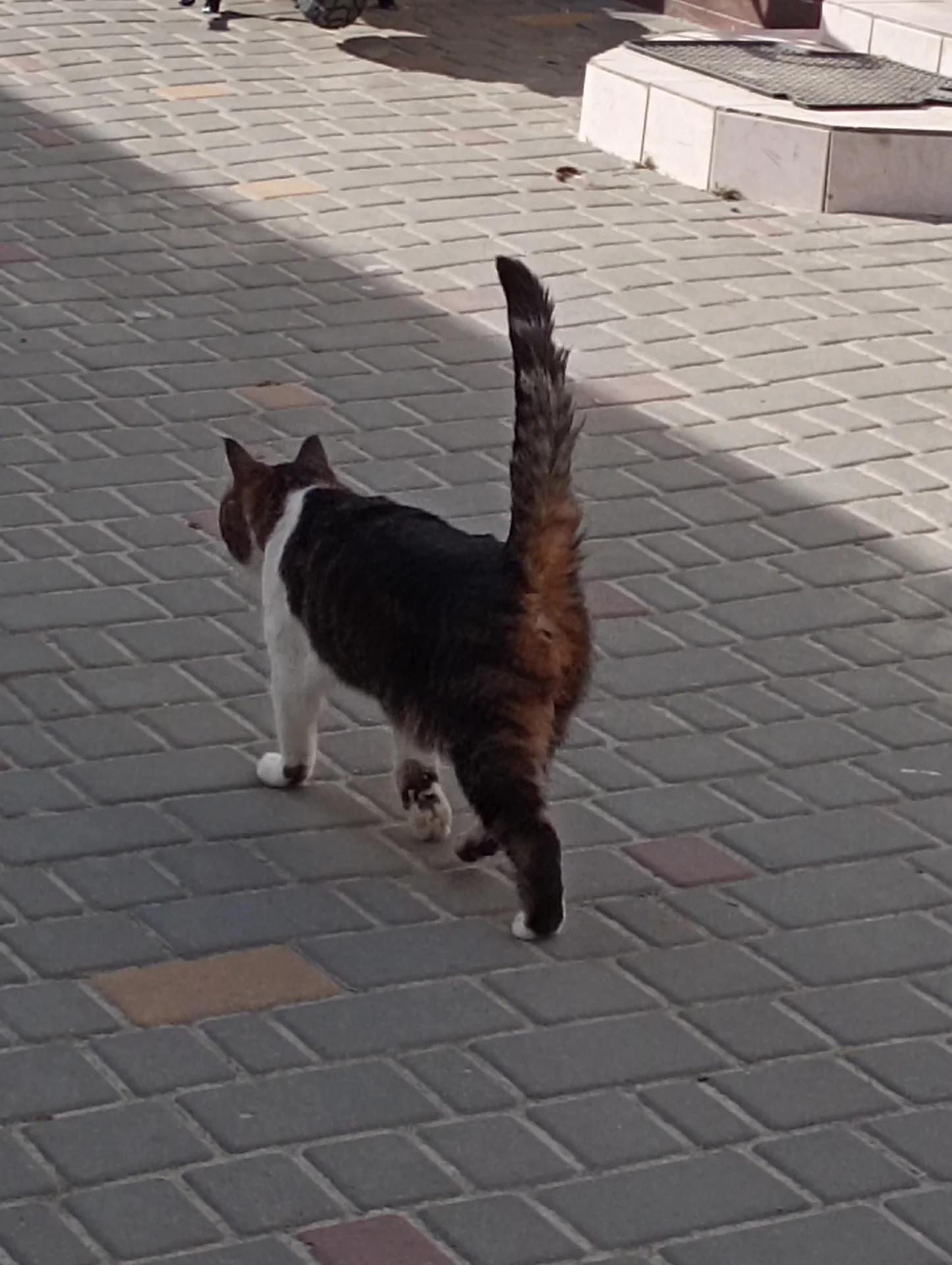 Жопа Кота