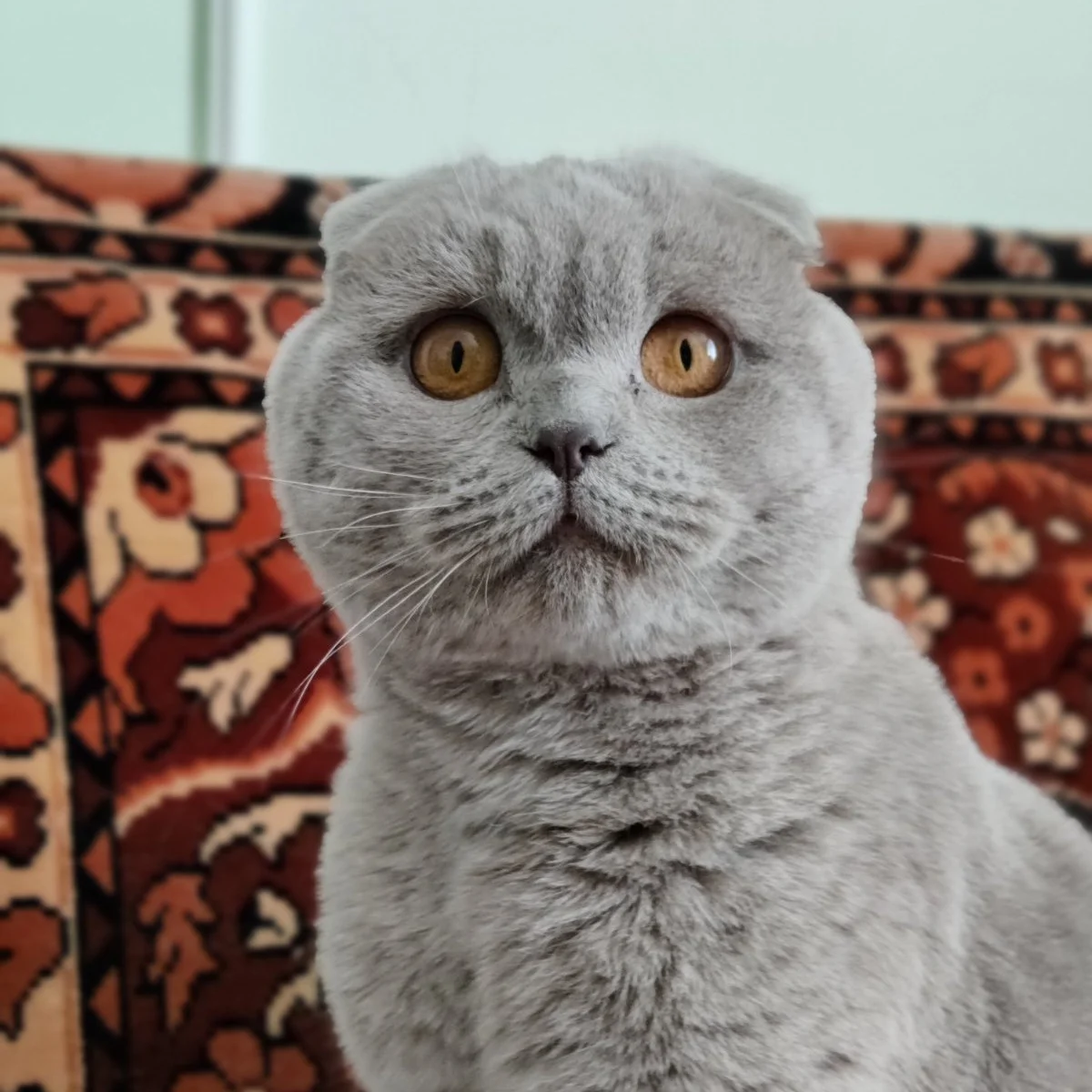 Ігор Voloshka 
