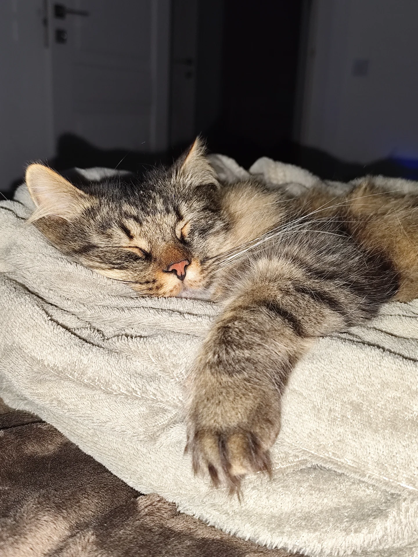 Лілія Петричкович