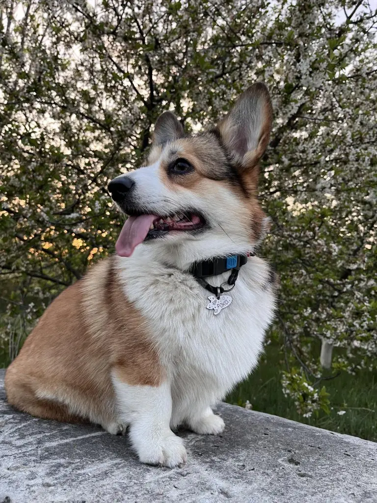 Коргі Роксі 